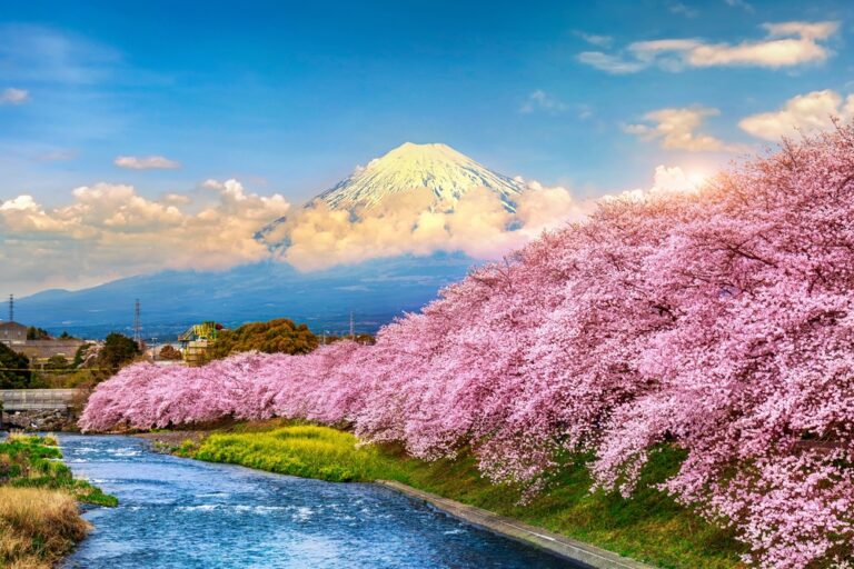 Fuji,Mountains,And,Cherry,Blossoms,At,Sunset,,Shizuoka,In,Japan.