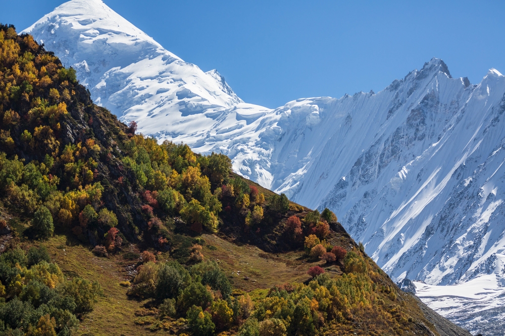 Minapin,Glacier,And,Rakaposhi,Mountain,View,In,Autumn,With,Yellow